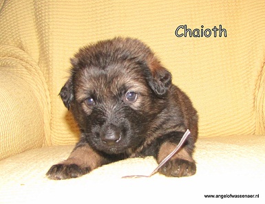 Chaioth 4 weken